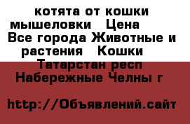 котята от кошки мышеловки › Цена ­ 10 - Все города Животные и растения » Кошки   . Татарстан респ.,Набережные Челны г.